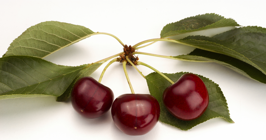 Summer Fruit