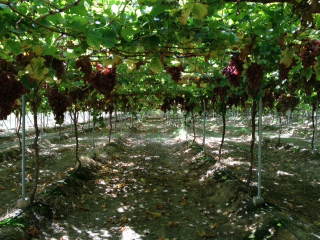Summer Fruit