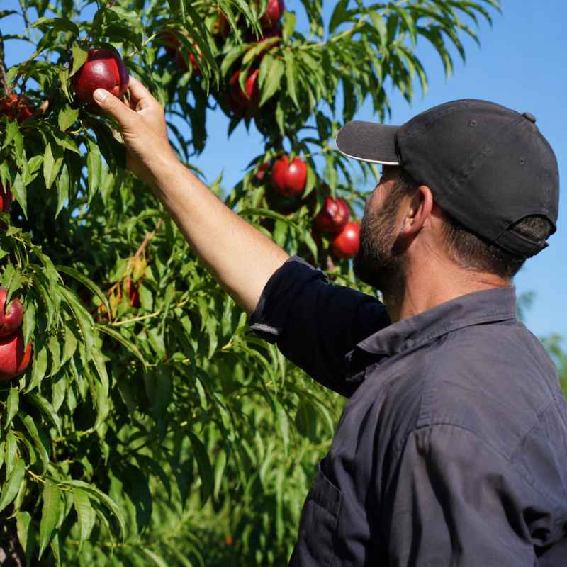 comprar nectarina online